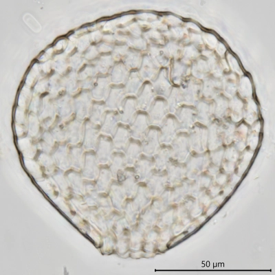 Assulina scandinavica